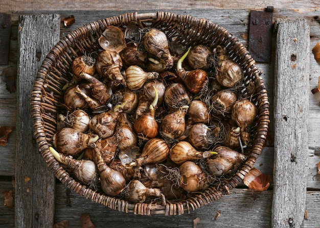 Top view of daffodil bulbs varieties in the wicker basket for planting in autumn