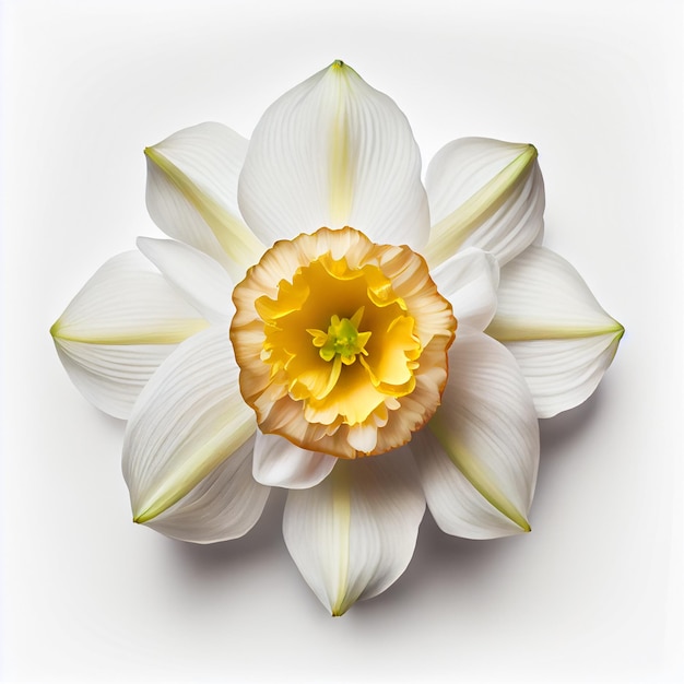 Top view of Daffodils flower on a white background perfect for representing the theme of Valentine's Day