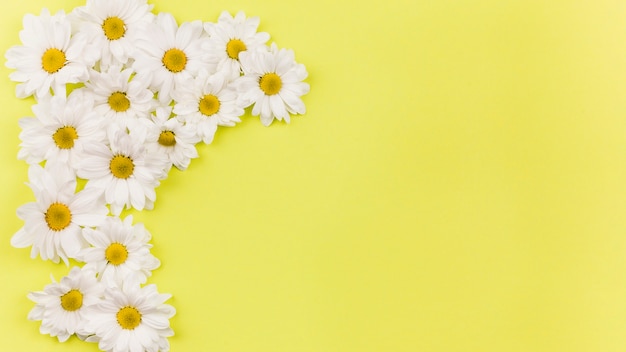 Top view of daisy flowers