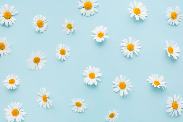 Top view daisy flowers