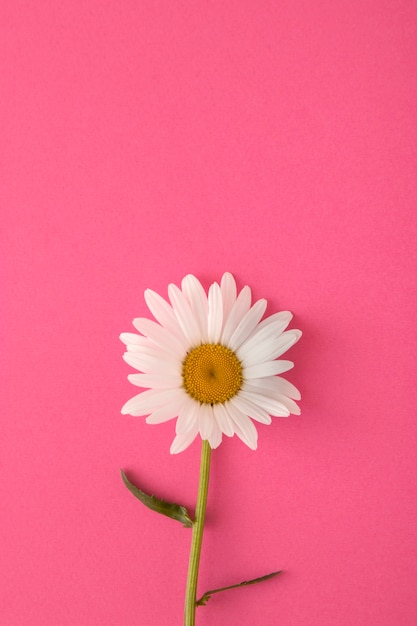 Top view daisy on pink background