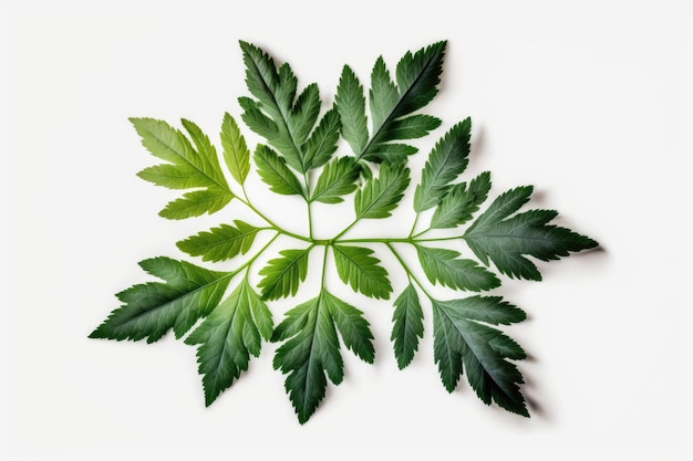 Top view of damp green leaves on a white background