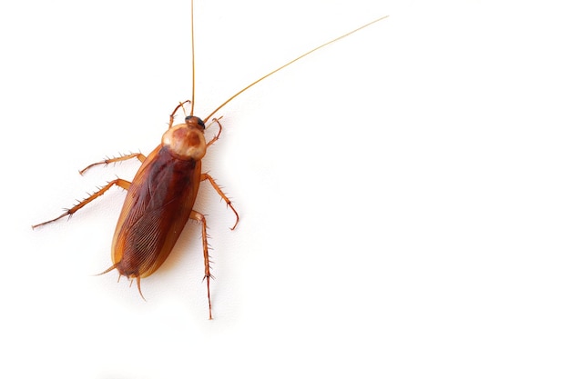 Top view a dead cockroach isolated on a white background