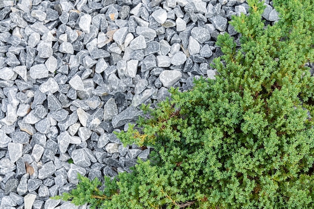 Top view of a decorative juniper that grows surrounded by white stones.