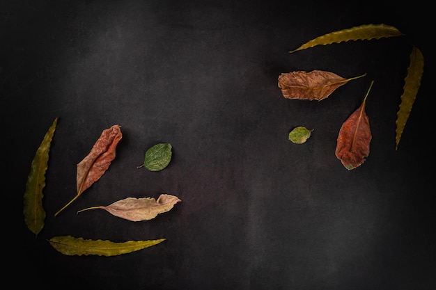 Top view of different colored dry leaves