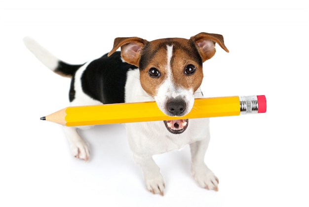 Top view of dog sitting and hold large yellow pencil