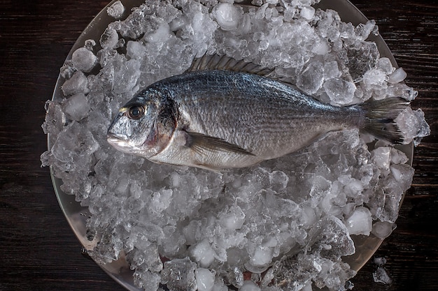 Top view of dorada on ice.