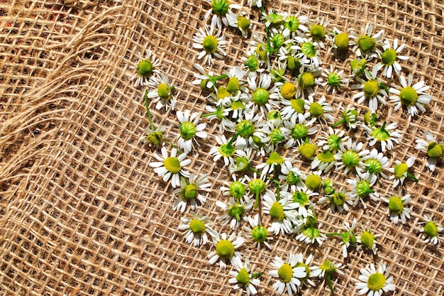 Top view dried chamomile flowers on rustic background Alternative medicine