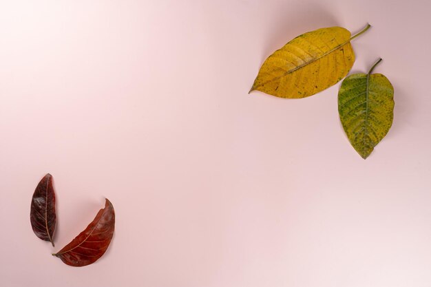 Top view of dry autumn leaves with copy space