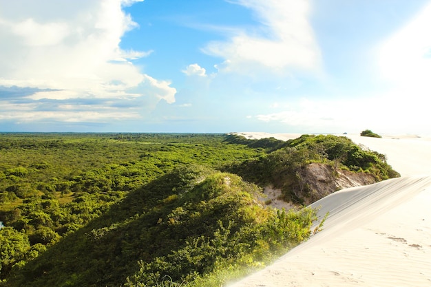 Top view of the dunes and forest