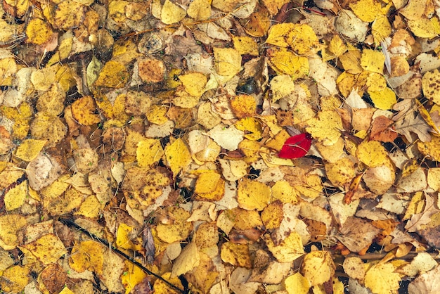 Top view fallen yellow leaves under water background