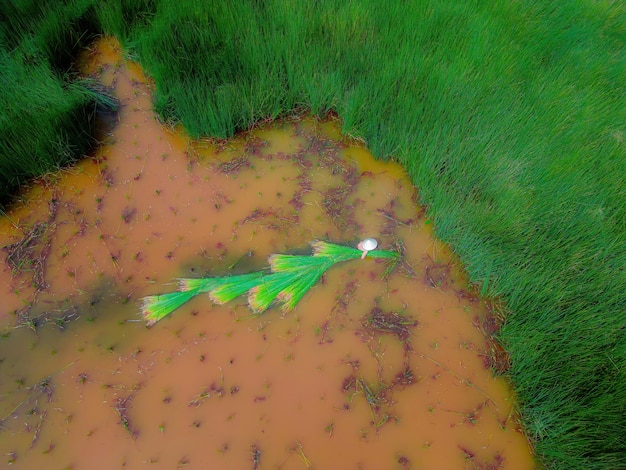 Top view Farmers harvest Lepironia articulata vietnamese name is co bang It is harvested by people in the Mekong Delta to make handicraft products Bang grass is used to make products such as straws