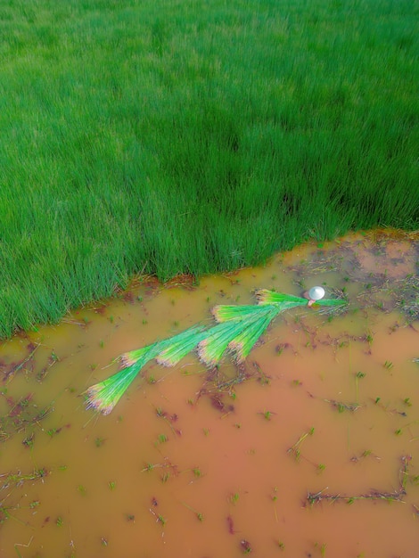 Top view Farmers harvest Lepironia articulata vietnamese name is co bang It is harvested by people in the Mekong Delta to make handicraft products Bang grass is used to make products such as straws