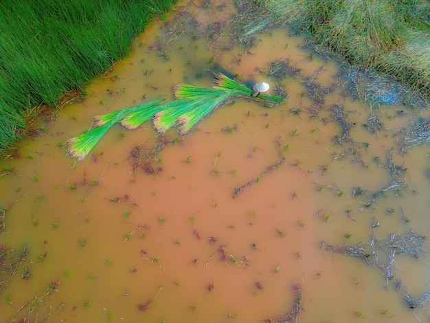 Top view Farmers harvest Lepironia articulata vietnamese name is co bang It is harvested by people in the Mekong Delta to make handicraft products Bang grass is used to make products such as straws