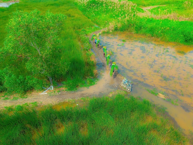 Top view Farmers harvest Lepironia articulata vietnamese name is co bang It is harvested by people in the Mekong Delta to make handicraft products Bang grass is used to make products such as straws