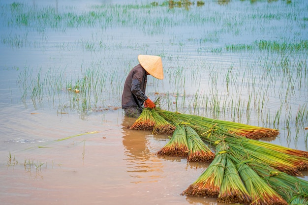 Top view Farmers harvest Lepironia articulata vietnamese name is co bang It is harvested by people in the Mekong Delta to make handicraft products Bang grass is used to make products such as straws