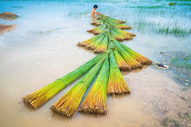 Top view Farmers harvest Lepironia articulata vietnamese name is co bang It is harvested by people in the Mekong Delta to make handicraft products Bang grass is used to make products such as straws