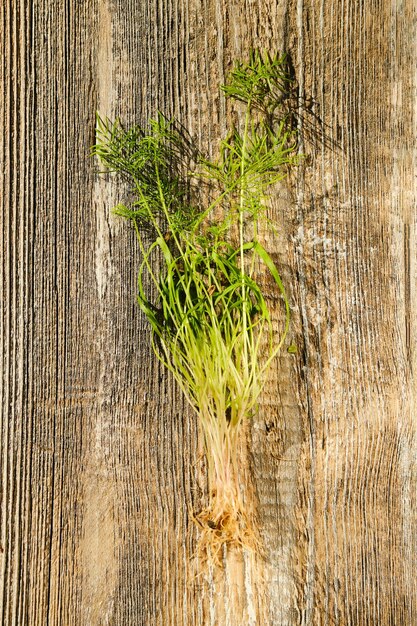 Photo top view of fennel sprouts on wooden background