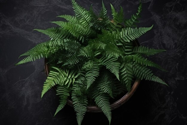 Photo top view of fern plant leaves with copy space