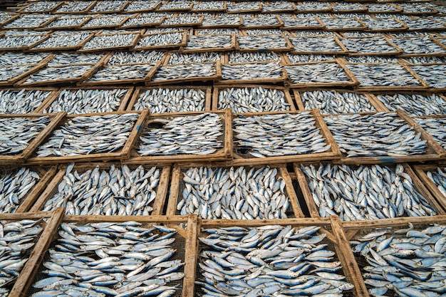 Top view fisherman in fishing villageThey was drying fresh fish on a wooden grid for the market Traditional dried Blue scaled herring fish drying on racks Lifestyle concept