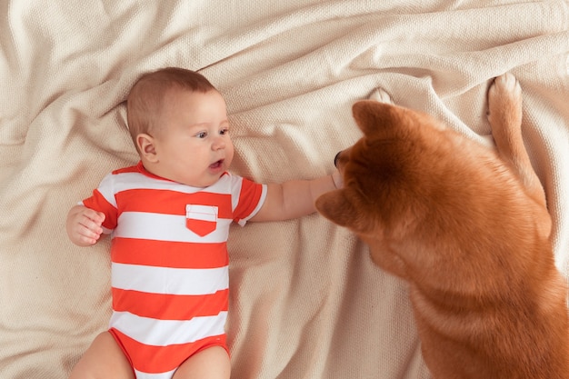 Top view of five month baby and Shiba Inu dog are lying on a blanket together, looking at each other, child is smiling and feeling happy. View from above