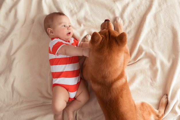 Top view of five month baby and Shiba Inu dog are lying on a blanket together, looking at each other, child is smiling and feeling happy. View from above