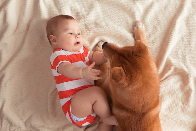 Top view of five month baby and Shiba Inu dog are lying on a blanket together, looking at each other, child is smiling and feeling happy. View from above