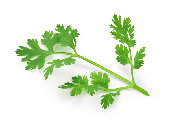 Top view ( Flat lay ) isolated of  fresh coriander leaves on white background. Clipping path photo.