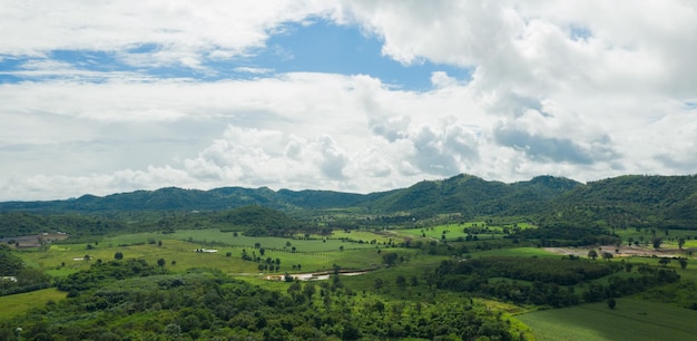 Top view forest background, big tree