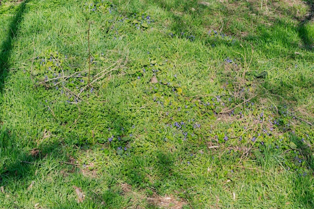 Top view of fresh green grass with some flowers on the ground in a public park Shadows of trees Garden Spring Lawn Meadow Field Outdoor Park Top View Court Cover Floor Surface Grassy