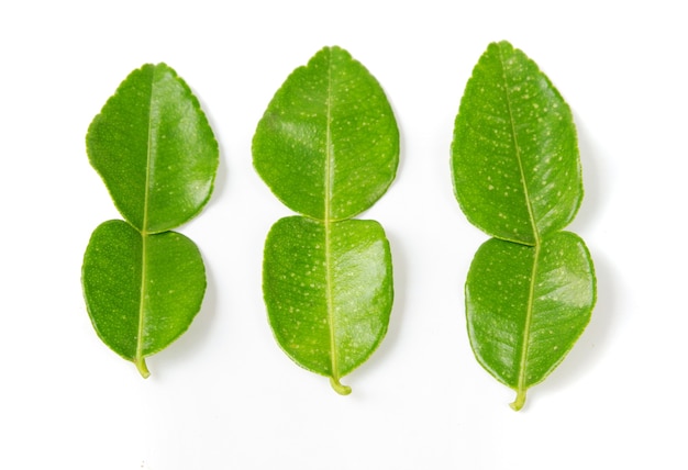 Top view of fresh lime leaves on white background