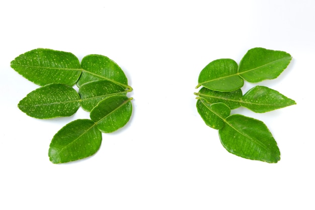 Top view of fresh lime leaves on white background