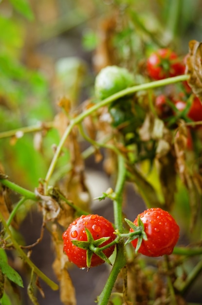 Top view of fresh red cherry tomatoes with herbs on a white background at table close up. Flat lay.