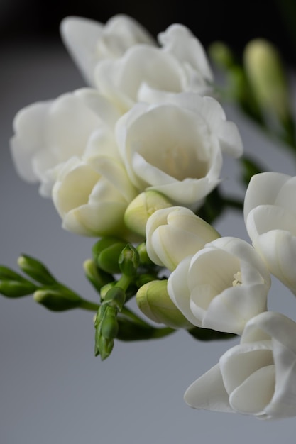 Top view of graceful beautiful white freesia flowers and green flower buds Background for quotes