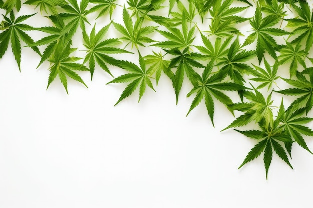 Top view of green cannabis leaves on a white background Ganja leaf close up image