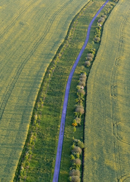 Top view of green fields winding road Lonely trees stand along the road