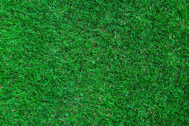 Top view of green grass. Textured lawn background