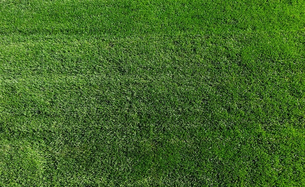 top view of green lawn for background