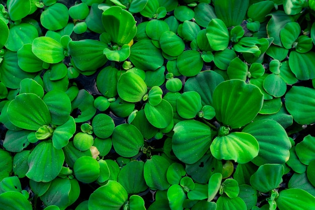 Top view green leaves of water lettuce floating on water surface. Pistia stratiotes or water lettuce is aquatic plant.