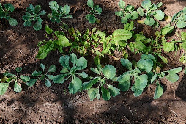 Top view of the green leaves of a young cabbage growing in an open field on eco farm Agricultural business Copy space