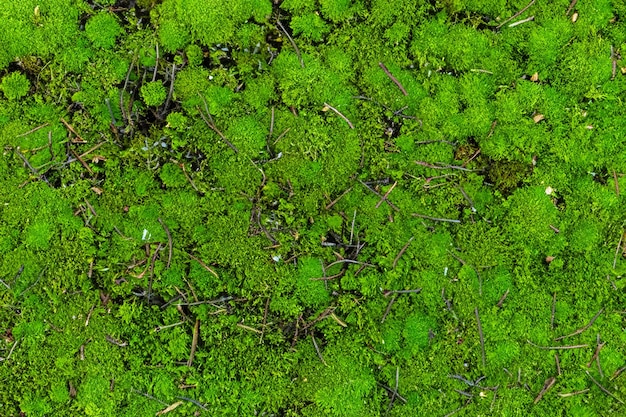 Photo top view green moss for background texture