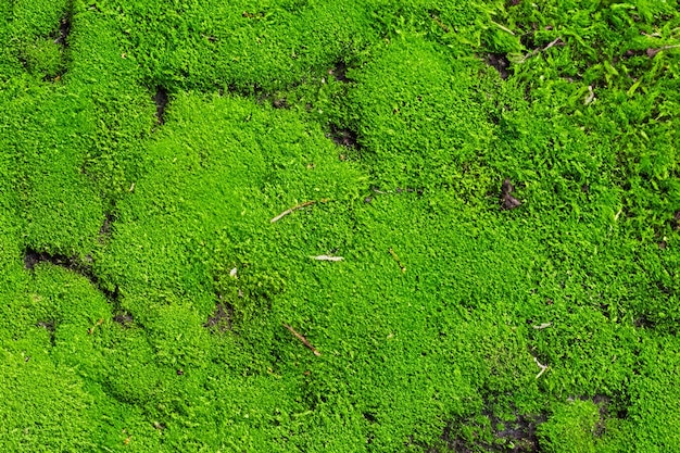 Photo top view green moss for background texture