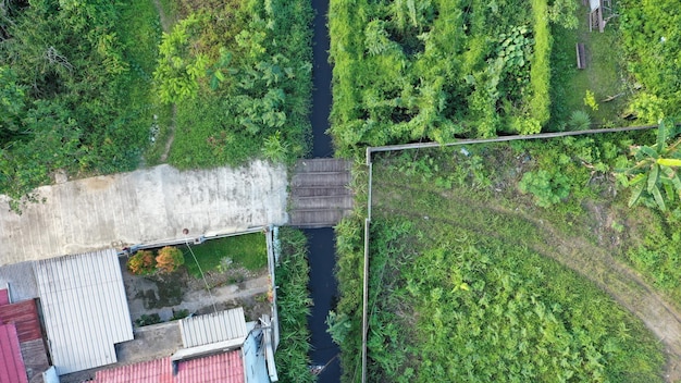 top view green trees with a river