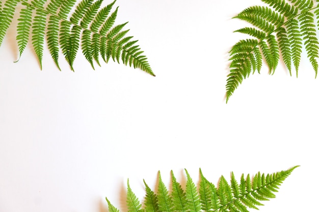 Top view of green tropical fern leaves on white background. Flat lay. Minimal summer concept with fern leaf. Creative bakdrop with copy space.