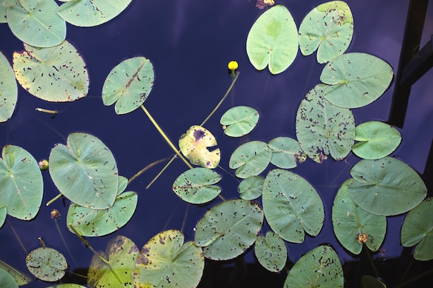 Top View of green Water lily leaves in a pond. lotus flower background