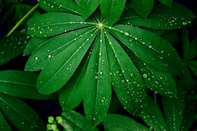 Top view green wet leaves with water drops black background