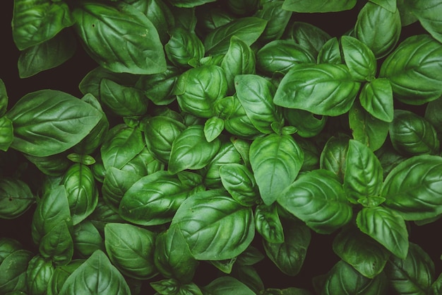 Top view of growing basil on a farm