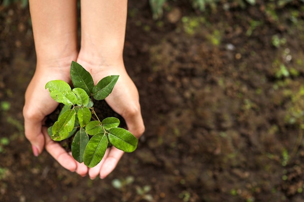 Top view of hands holding young plant against soil background. Earth day concept with copy space.