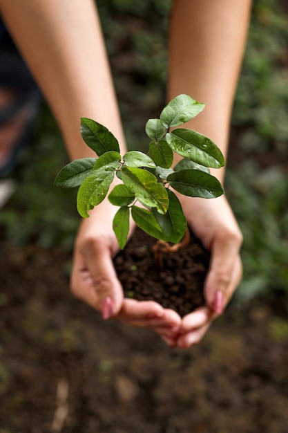 Top view of hands holding young plant against soil background. Earth day concept.