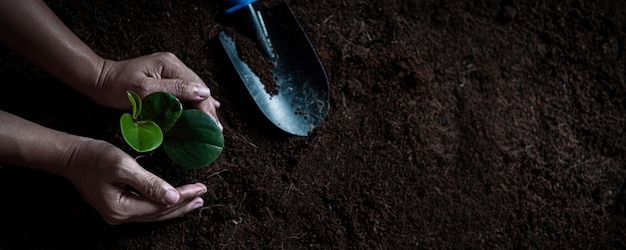 Top view of hands of the men was carrying seedlings to be planted into the soil hand holding young tree for planting